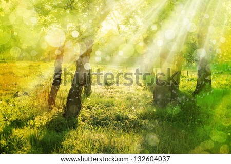Spring  nature background with sun beam / green landscape with sunshine/ Sunny forest early in the morning