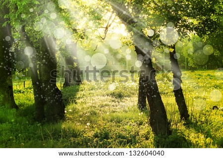 Spring Nature Background With Sun Beam / Green Landscape With Sunshine/ Sunny Forest Early In The Morning