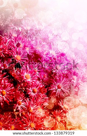 red flowers background/ Dahlia flowers design card/summer background
