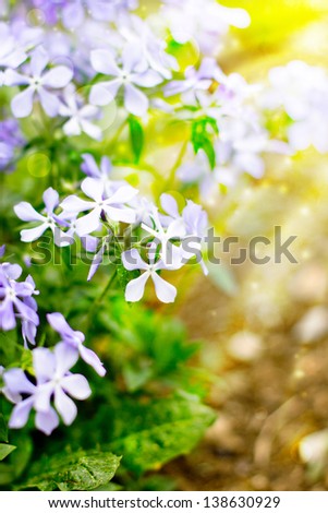 Spring flowers/ Nice background with beautiful flowers