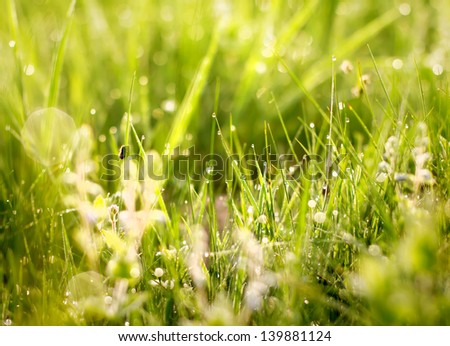 Green grass in  summer day/ Summer green background