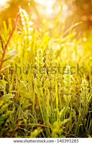 summer day with field grass on sun/ Summer  background