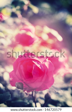 Vintage rose flowers/flower background in vintage style