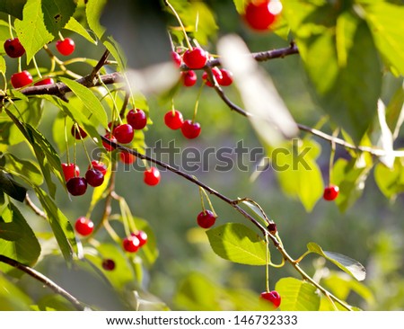 Red berries of cherry tree on branches with green leaves./Sour Cherry on the Tree
