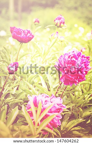 Vintage flower (peony)/ Beautiful peony flowers in retro vintage style / summer background