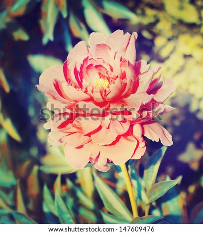 Vintage flower (peony)/ Beautiful peony flowers in retro vintage style / summer background