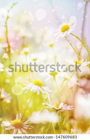 art abstract background spring summer daisy in grass with water drops on sun sky