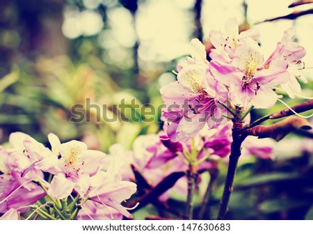 Abstract Flower Design/ Vintage exotic flowers background