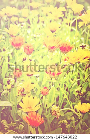 Colorful Retro Flowers/flower background with orange flowers