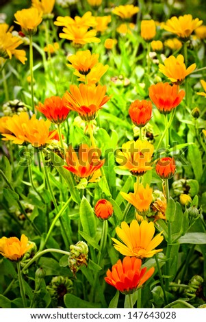 Colorful Retro Flowers/flower background with orange flowers
