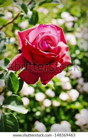 Vintage rose flowers/flower background in vintage style