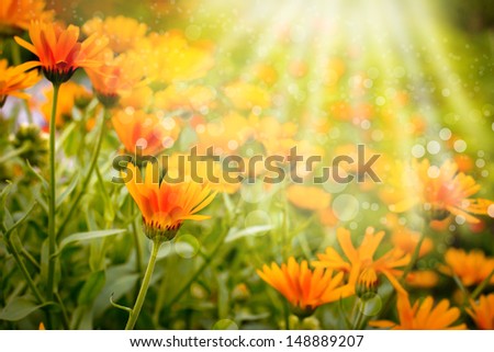 Field with orange flowers of calendula . Selective focus