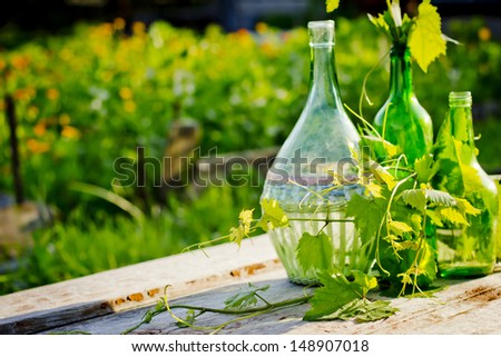 wine bottle with young vine /wine summer background