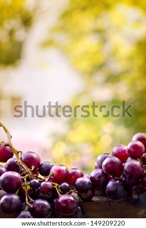 assortment of ripe sweet grapes on sunny bright background/ Summer Wine Season