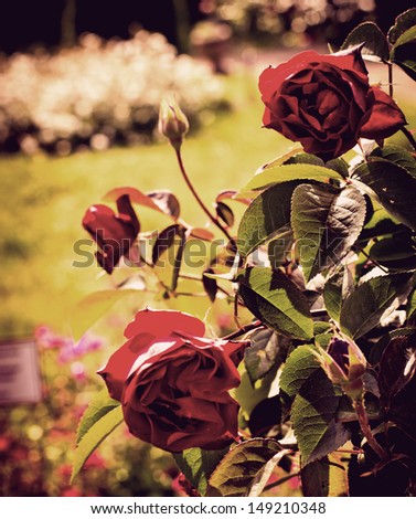 Beautiful Roses.Vintage Styled
