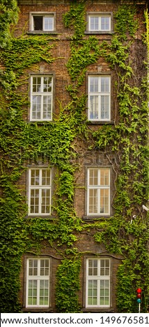 View of a closed window and of a wall covered with ivy/ wall of an old house with ivy