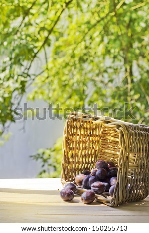 assortment of ripe sweet plums on sunny bright background / Summer harvest season