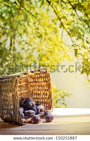 assortment of ripe sweet plums on sunny bright background / Summer harvest season