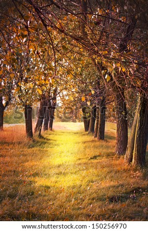 avenue of trees in the park/ Landscape with trees on a sunny day in autumn
