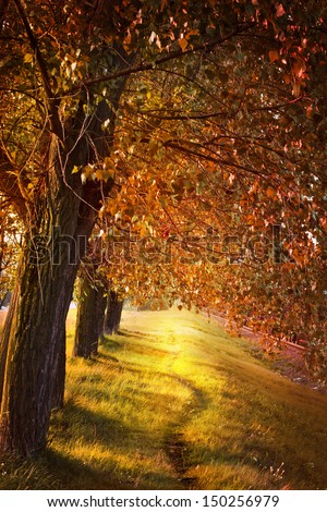 avenue of trees in the park/ Landscape with trees on a sunny day in autumn