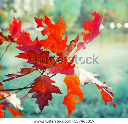 Leaves turning red in Autumnal forest/Red autumn leaves