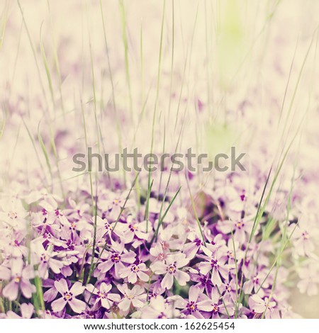Beautiful spring flower background /spring background with small pink flowers