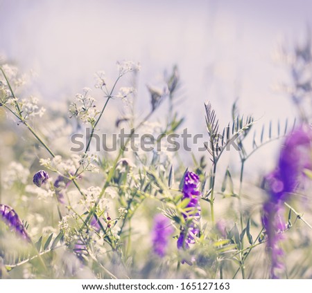 flower grass at relax morning time/spring field background