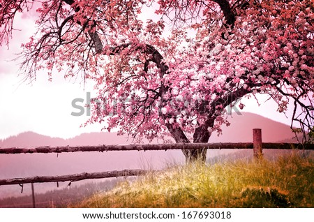 Blossom Tree Over Nature Background/ Spring Flowers/Spring Background