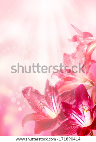 Abstract pink flower card/ Beautiful flower background/ Spring background