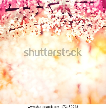 Cherry blossoms over blurred nature background/ Spring flowers/Spring Background with bokeh