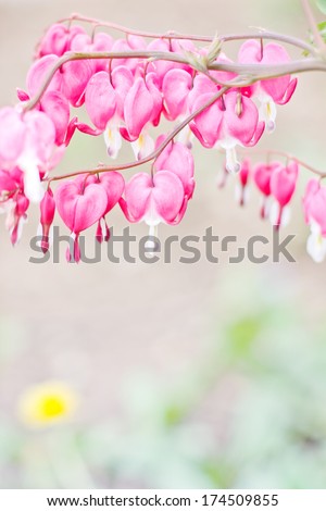 pink flower card/ Beautiful flower background/ Spring background