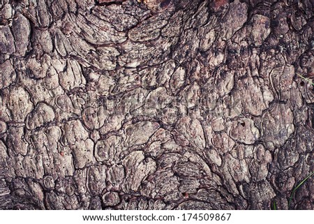 Old Wood Tree Texture Background Pattern/ Bark of Pine Tree