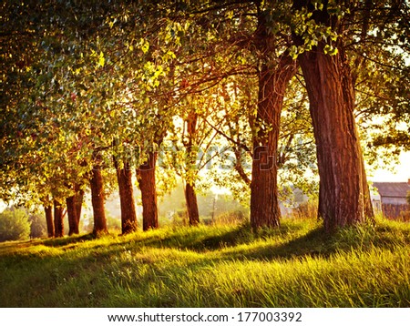 avenue of trees / Landscape with trees on a sunny spring