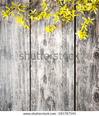 Spring Yellow flowers on wooden background