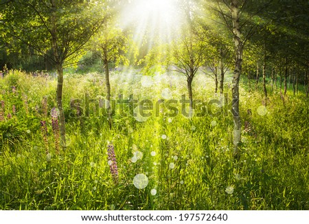 Beautiful landscape - summer birchwood