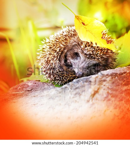 Young hedgehog with autumn leave/ Autumn nature background /selective focus