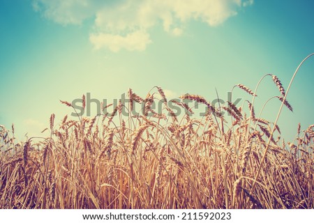 Beautiful yellow wheat field in vintage style, autumnal nature, countryside, crop cultivation, dry rye stems, harvest season, healthy nutrition concept