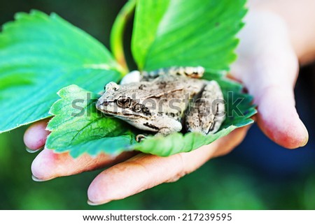 Frog on a leaf and human hand