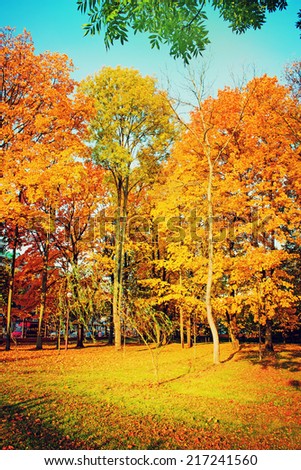 Autumn. Fall. Autumnal Park. Autumn Trees and Leaves in vintage color