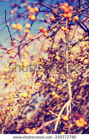 Autumn berries against a blue sky/autumn nature background