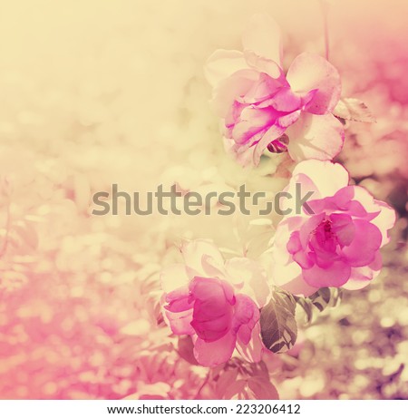 beautiful rose flowers made with color filters