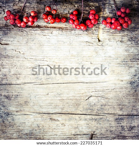 rowan berries on  rustic wooden background/ Autumn background with red berries and copyspase/ christmas background with red berries