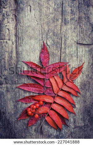 Vintage Autumn border from berries and  fallen leaves on rustic table/ Thanksgiving day concept/ Autumn background with fallen leaves and copyspase