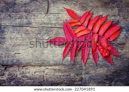 Vintage Autumn border from berries and  fallen leaves on rustic table/ Thanksgiving day concept/ Autumn background with fallen leaves and copyspase