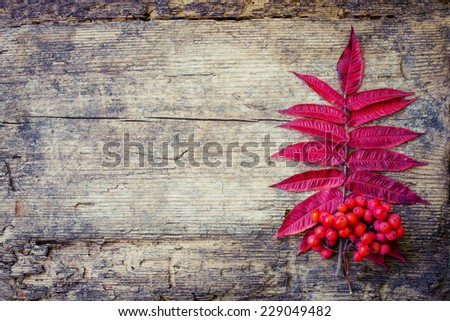 Vintage Autumn border from berries and fallen leaves on rustic table/ Thanksgiving day concept/ Autumn background with fallen leaves and copyspase