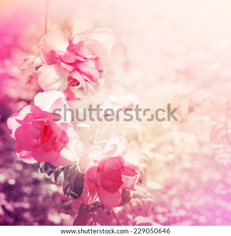 beautiful rose flowers made with color filters