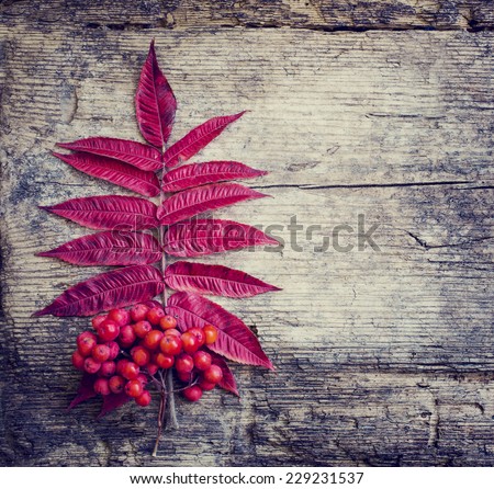 Autumn border from berries and fallen leaves on rustic table/ Thanksgiving day concept/ Autumn background with fallen leaves and copyspase