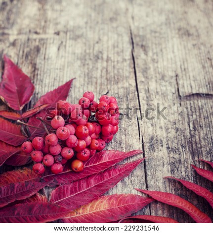 Autumn border from berries and fallen leaves on rustic table/ Thanksgiving day concept/ Autumn background with fallen leaves and copyspase