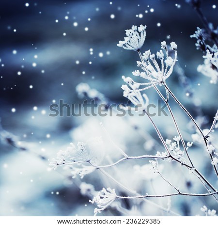 Winter landscape.Winter scene .Frozenned flower