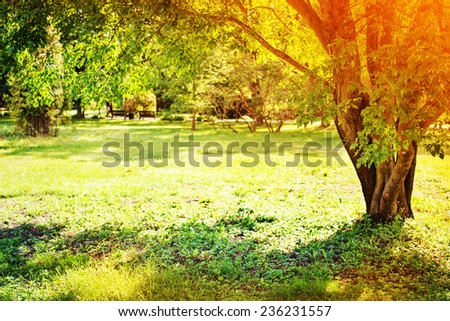 Spring nature background with sun beam / green landscape with sunshine/ Sunny forest early in the morning